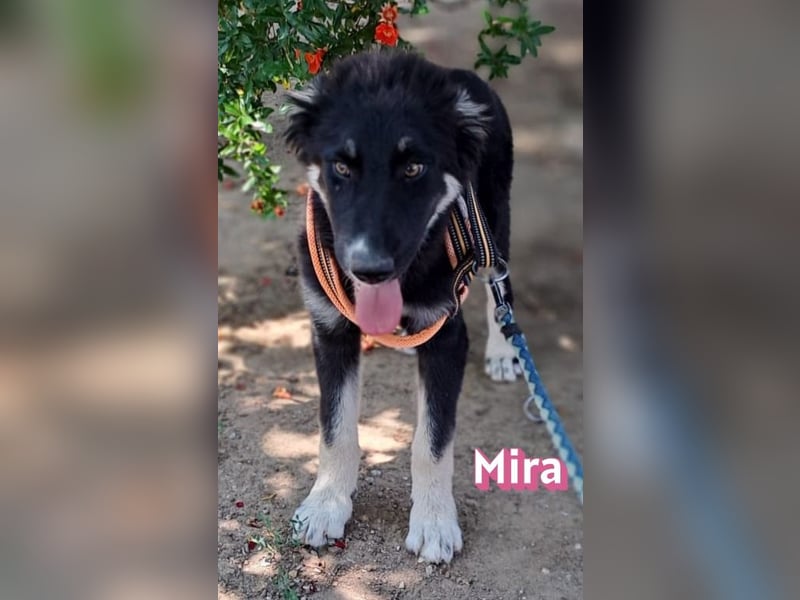 Mira, 03/26 - Malinois Mix sucht verantwortungsvolle Menschen