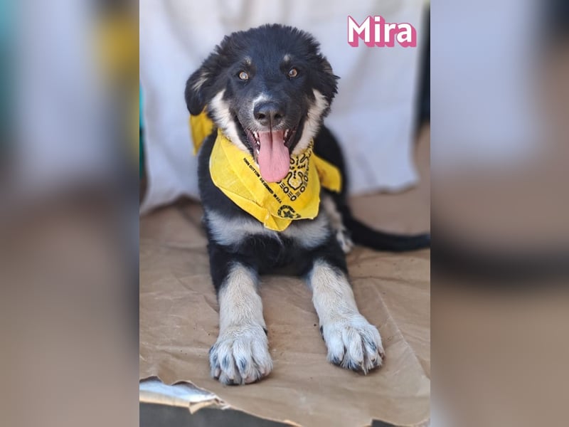 Mira, 03/26 - Malinois Mix sucht verantwortungsvolle Menschen