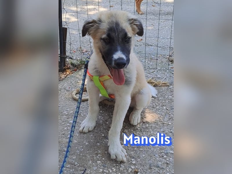 Manolis, 03/26 - Malinois Mix sucht verantwortungsvolle Menschen