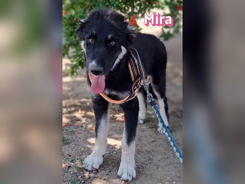 Mira, 03/26 - Malinois Mix sucht verantwortungsvolle Menschen