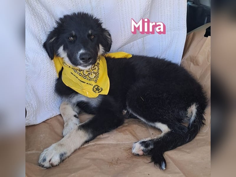 Mira, 03/26 - Malinois Mix sucht verantwortungsvolle Menschen