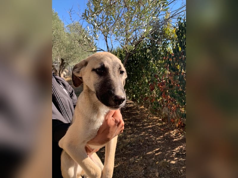 Pflegestelle gesucht: Benni - sportlich und verspielt