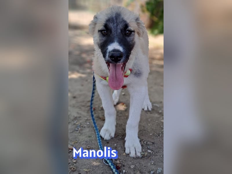Manolis, 03/26 - Malinois Mix sucht verantwortungsvolle Menschen