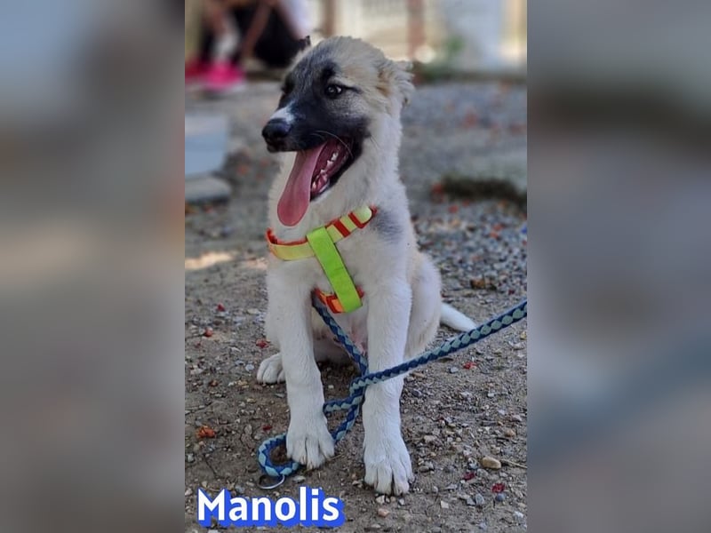 Manolis, 03/26 - Malinois Mix sucht verantwortungsvolle Menschen