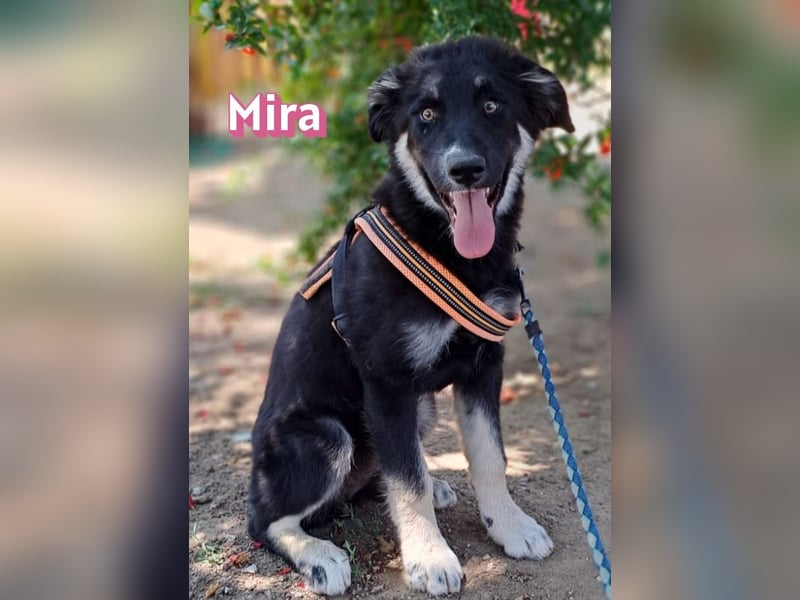 Mira, 03/26 - Malinois Mix sucht verantwortungsvolle Menschen