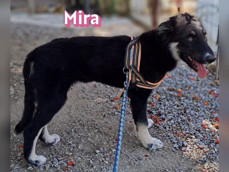 Mira, 03/26 - Malinois Mix sucht verantwortungsvolle Menschen