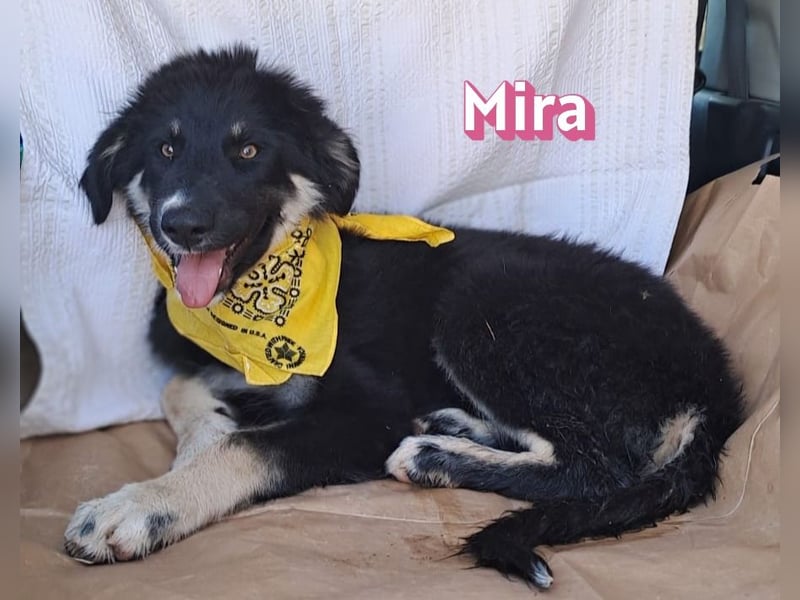 Mira, 03/26 - Malinois Mix sucht verantwortungsvolle Menschen