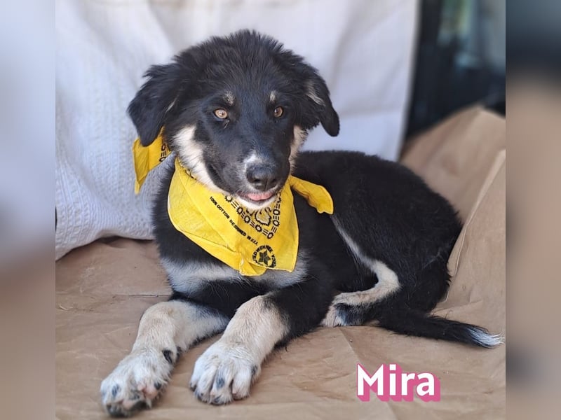 Mira, 03/26 - Malinois Mix sucht verantwortungsvolle Menschen