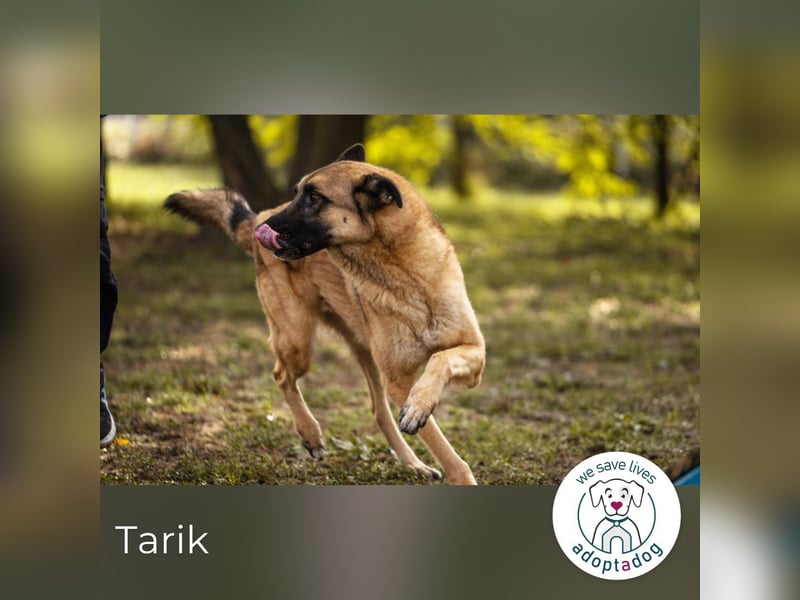 Tarik 44561 sucht ein zu Hause