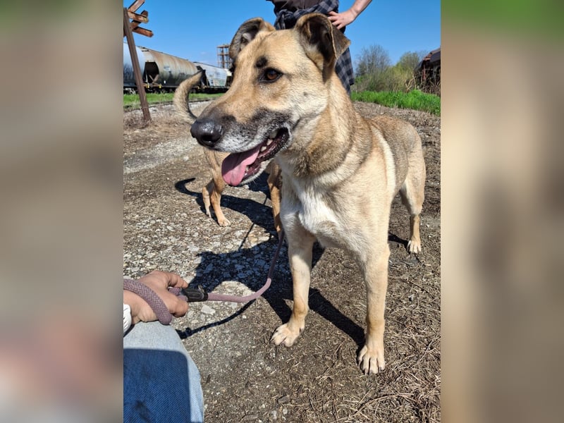 Beethoven: Ode an die Liebe