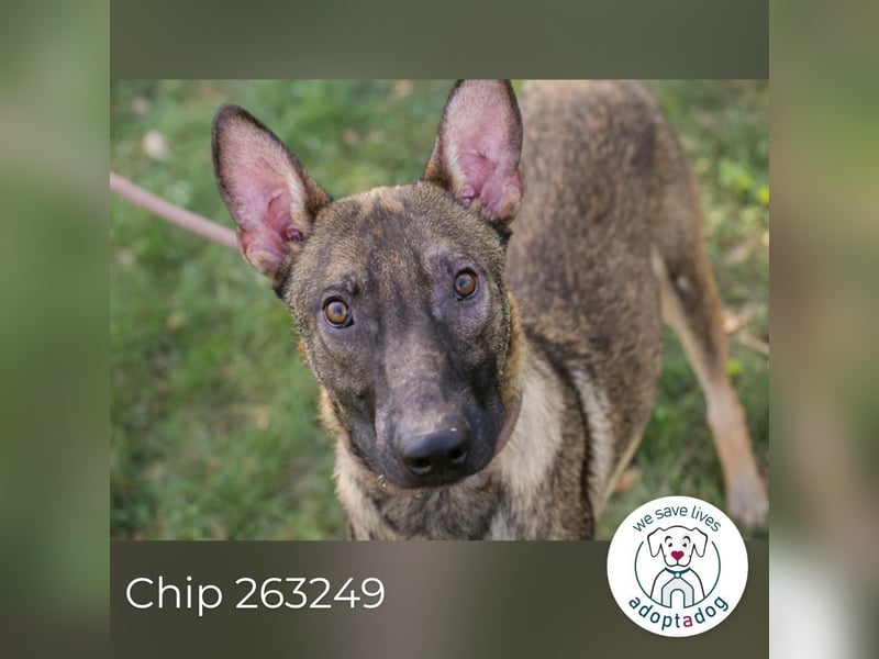 Chip 263249 sucht ein Zuhause
