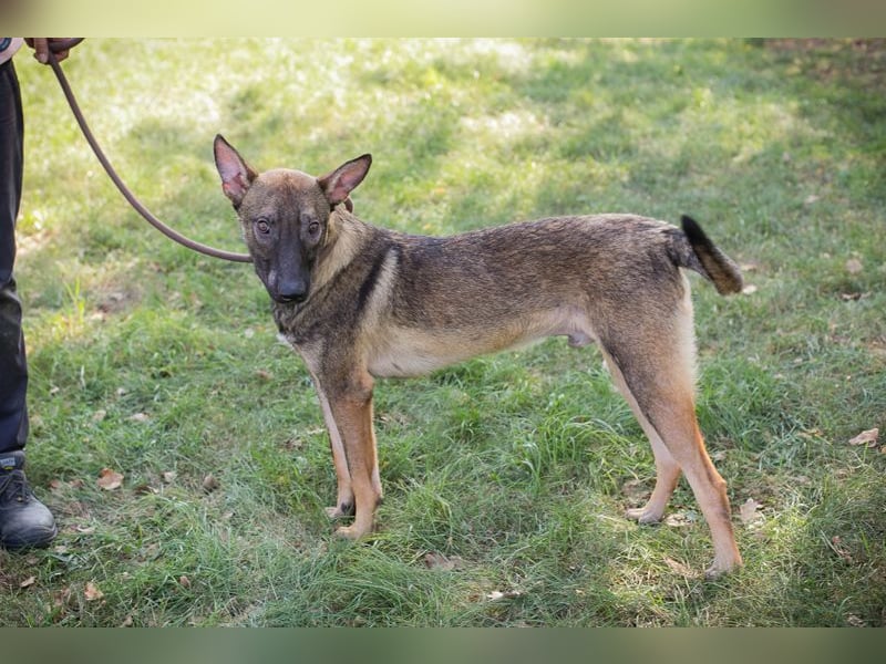 Chip 263249 sucht ein Zuhause