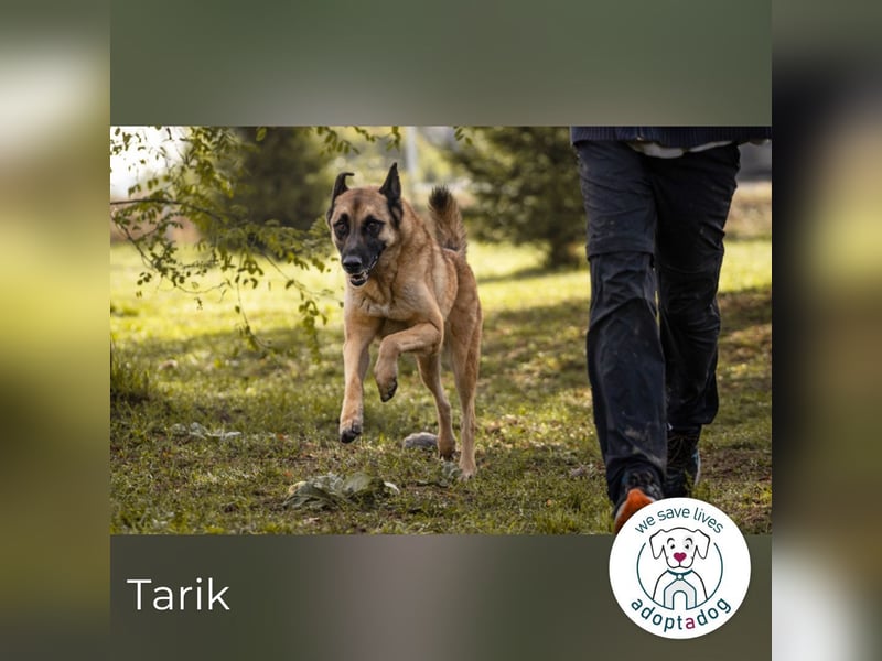 Tarik 44561 sucht ein zu Hause