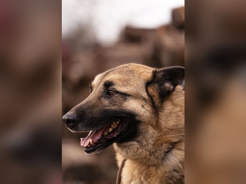 Tarik: sehnt sich nach Liebe