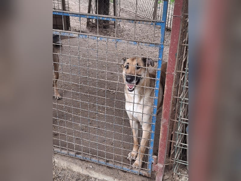 Beethoven: Ode an die Liebe