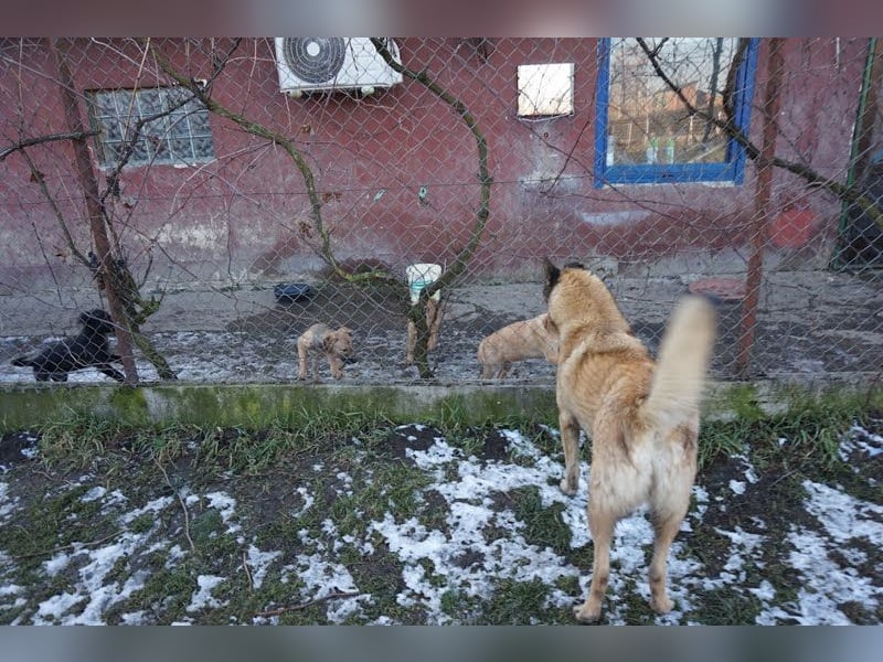 Tarik: sehnt sich nach Liebe