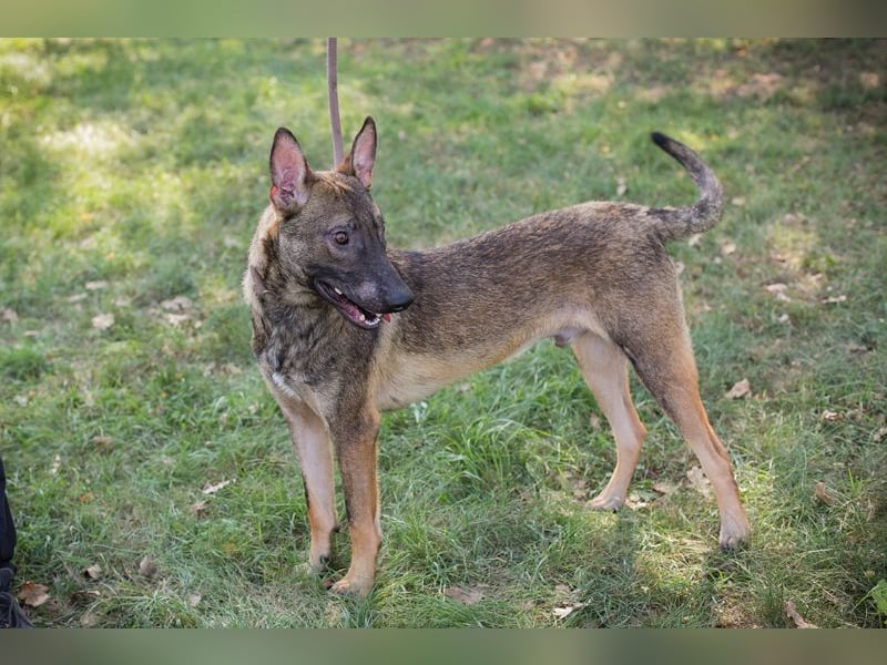 Chip 263249 sucht ein Zuhause