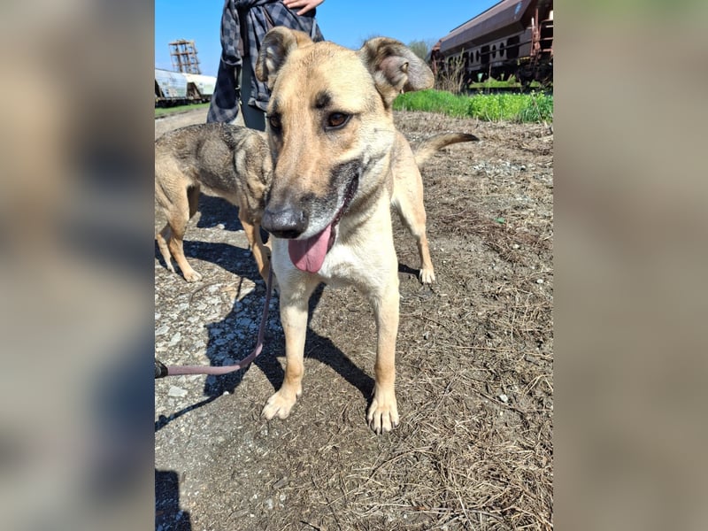 Beethoven: Ode an die Liebe