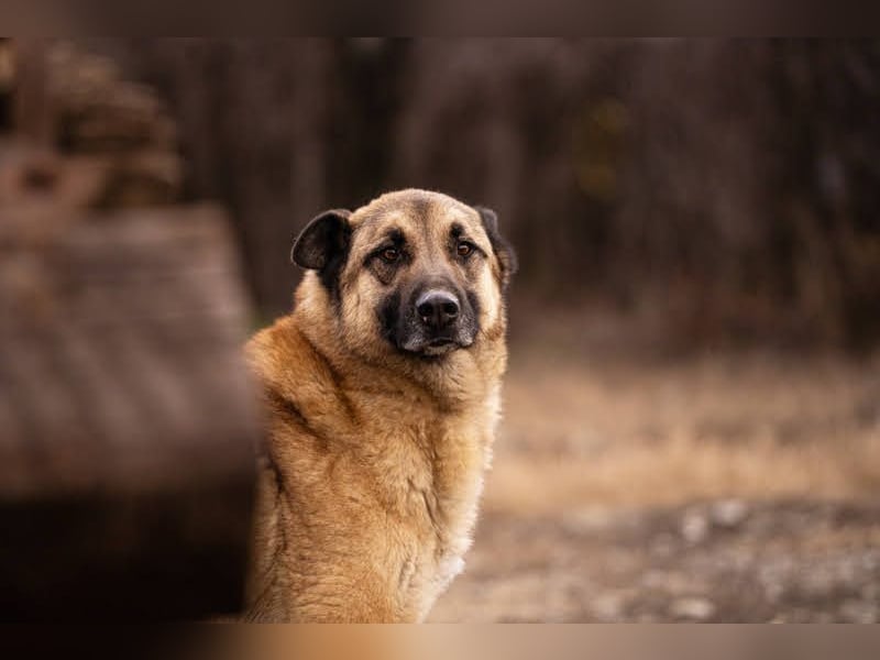 Tarik: sehnt sich nach Liebe