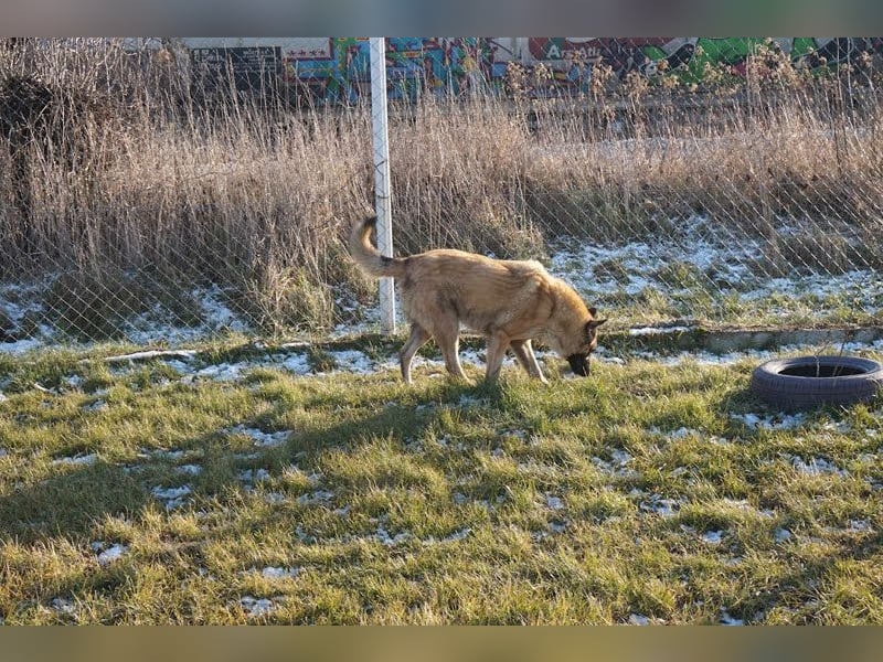 Tarik: sehnt sich nach Liebe