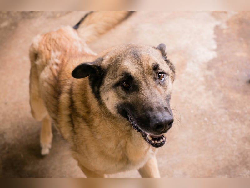 Tarik: sehnt sich nach Liebe