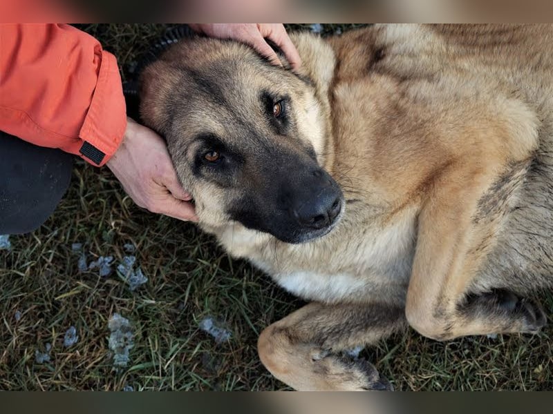 Tarik: sehnt sich nach Liebe