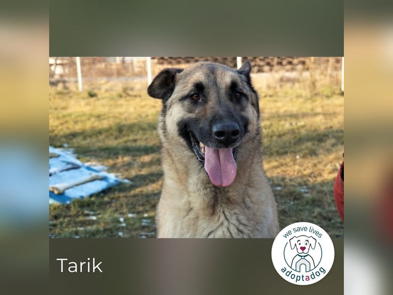 Tarik 44561 sucht ein zu Hause