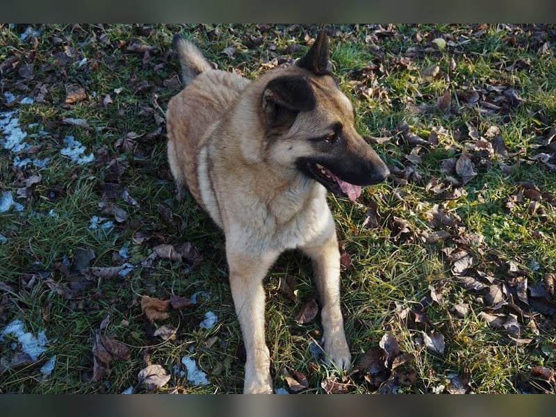 Tarik: sehnt sich nach Liebe