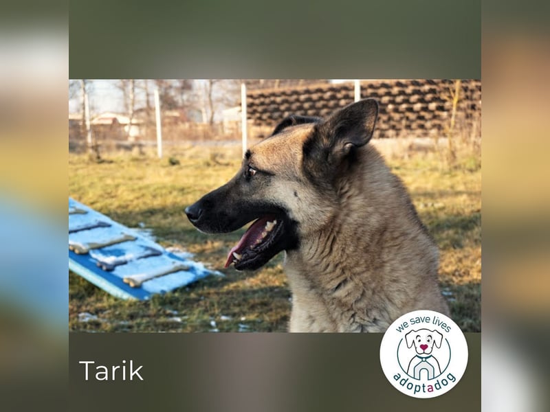 Tarik 44561 sucht ein zu Hause