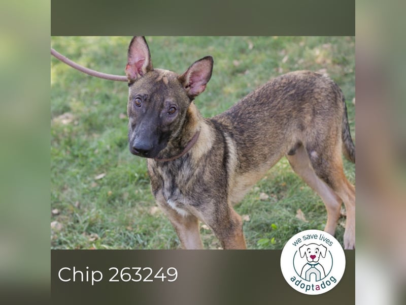 Chip 263249 sucht ein Zuhause