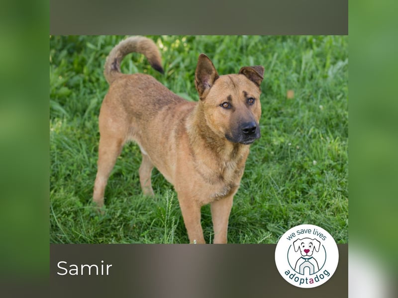 Samir 257077 sucht ein zu Hause