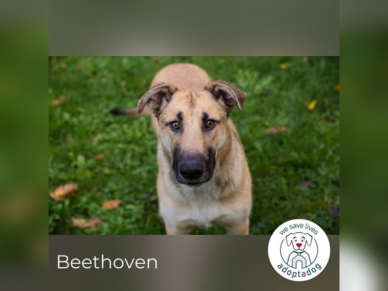 Beethoven: Ode an die Liebe