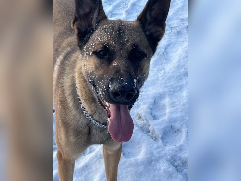 Junghund Malinois-Schäferhund