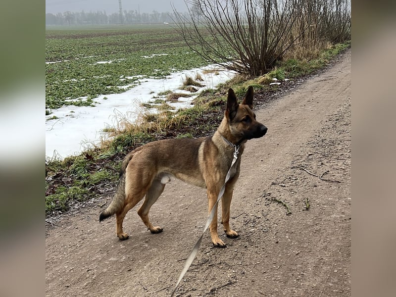 Junghund Malinois-Schäferhund