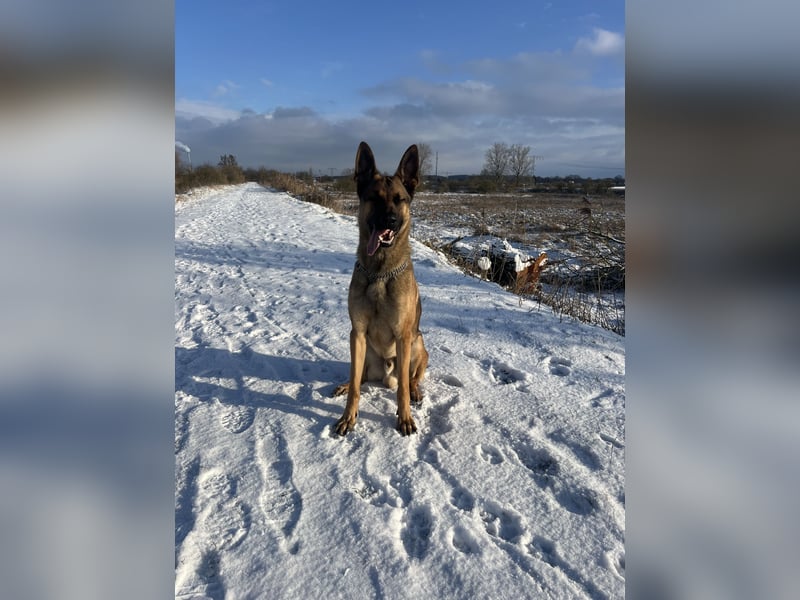 Junghund Malinois-Schäferhund