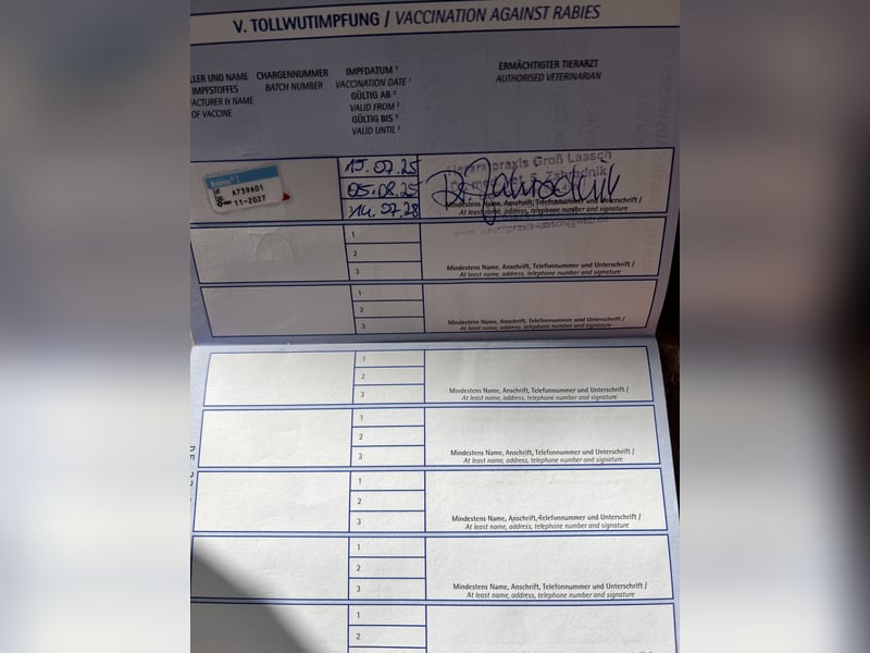 Junghund Malinois-Schäferhund