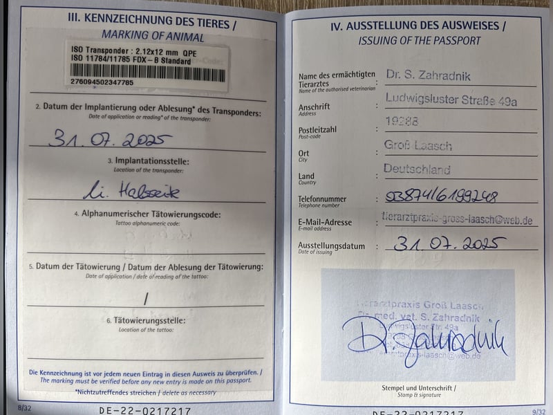 Junghund Malinois-Schäferhund