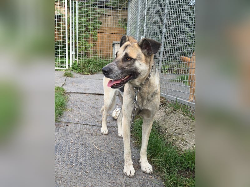 Notfall Malinois-Tornjak Mischlings-Hündin Sofia sucht dringend ein Zuhause