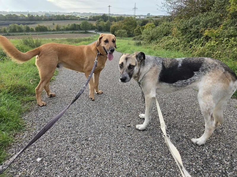 Notfall Malinois-Tornjak Mischlings-Hündin Sofia sucht dringend ein Zuhause