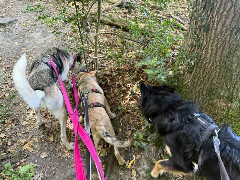 Notfall Malinois-Tornjak Mischlings-Hündin Sofia sucht dringend ein Zuhause