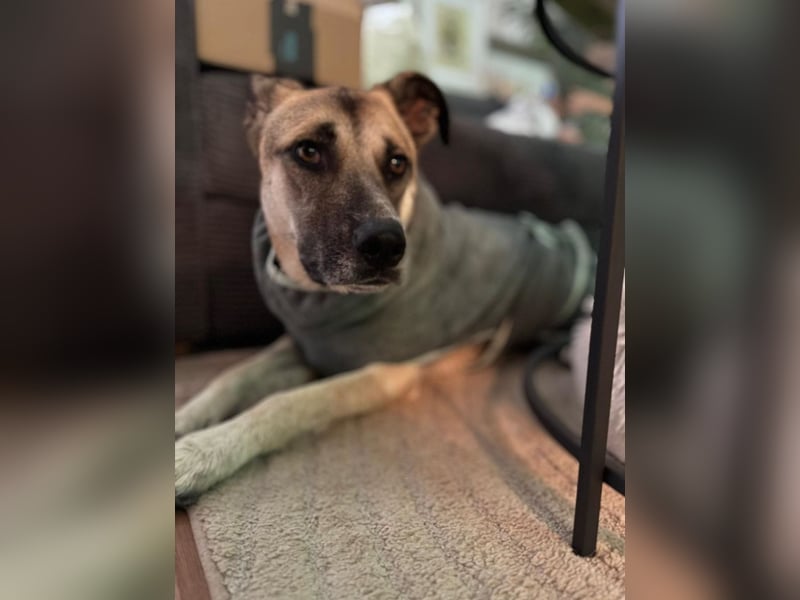 Notfall Malinois-Tornjak Mischlings-Hündin Sofia sucht dringend ein Zuhause