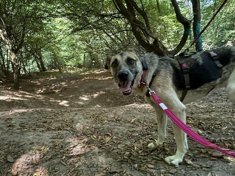 Notfall Malinois-Tornjak Mischlings-Hündin Sofia sucht dringend ein Zuhause