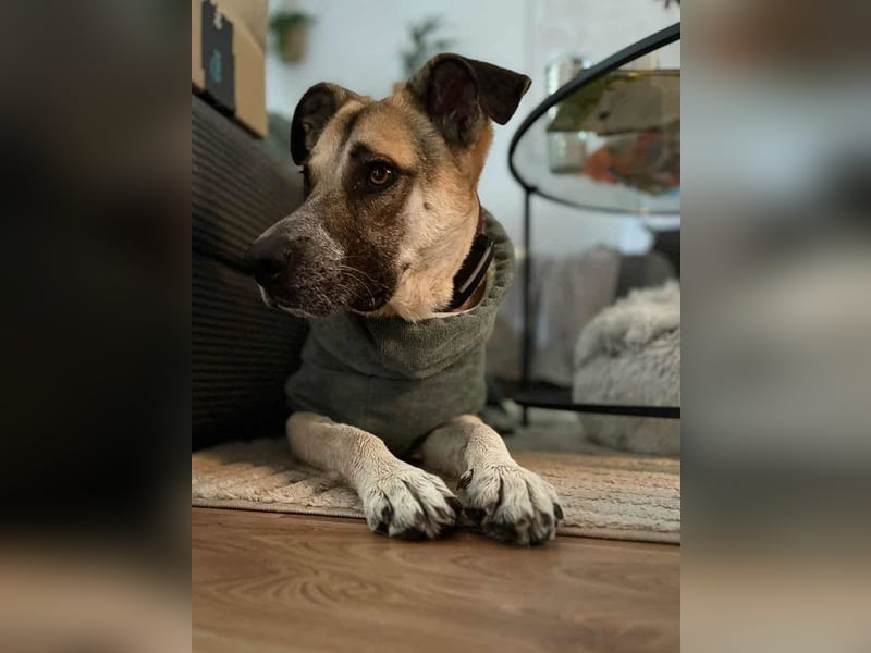 Notfall Malinois-Tornjak Mischlings-Hündin Sofia sucht dringend ein Zuhause