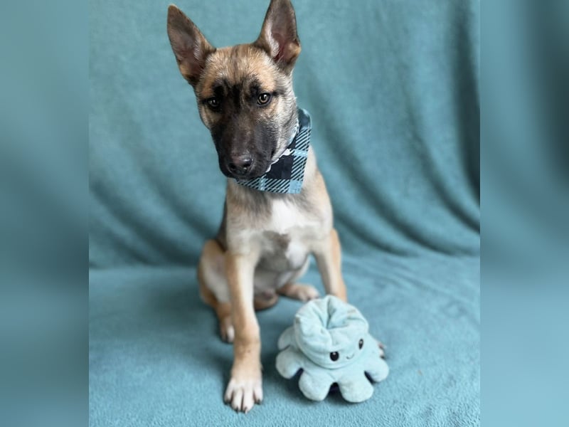 Buddy -Anspruchsvoller Welpenjunge sucht sein Für-Immer-Zuhause!