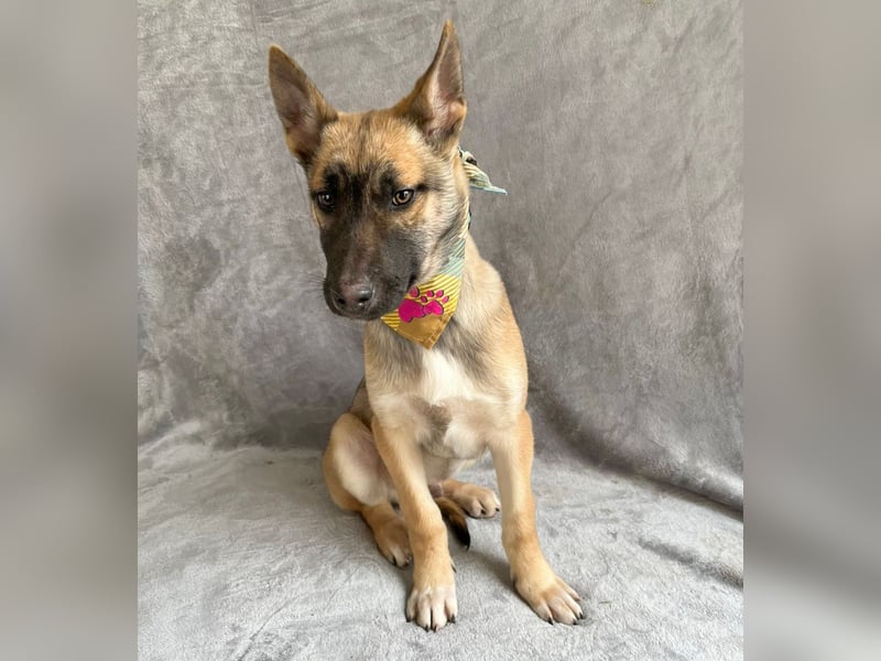 Buddy -Anspruchsvoller Welpenjunge sucht sein Für-Immer-Zuhause!