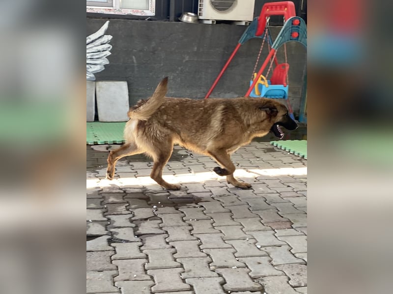 Lucky sucht ein Zuhause oder eine Pflegestelle