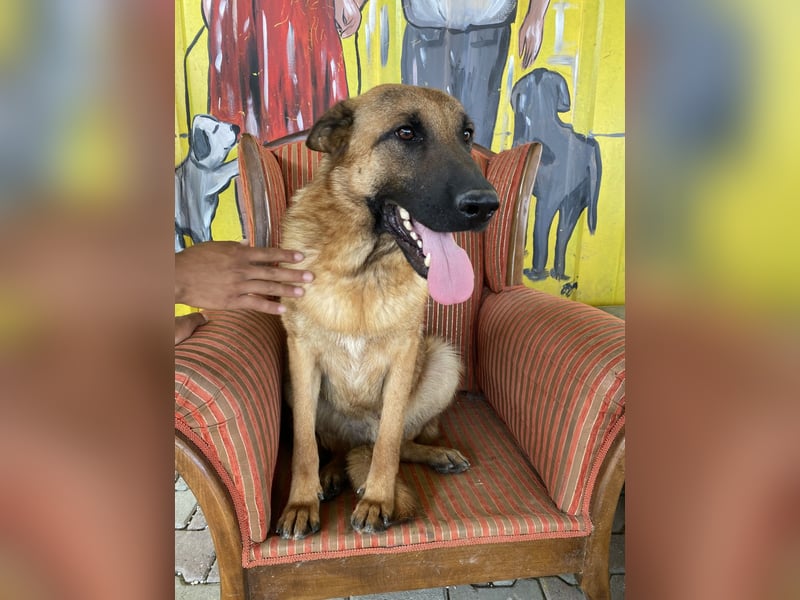 Lucky sucht ein Zuhause oder eine Pflegestelle