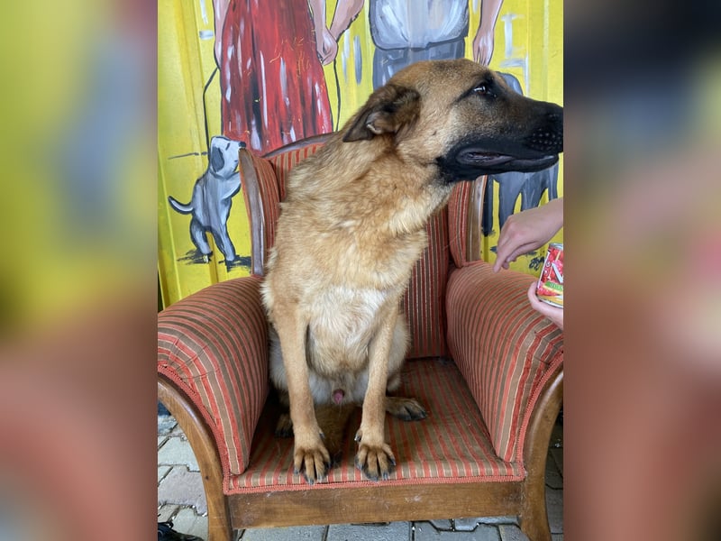 Lucky sucht ein Zuhause oder eine Pflegestelle