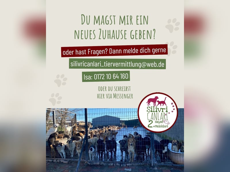 Lucky sucht ein Zuhause oder eine Pflegestelle