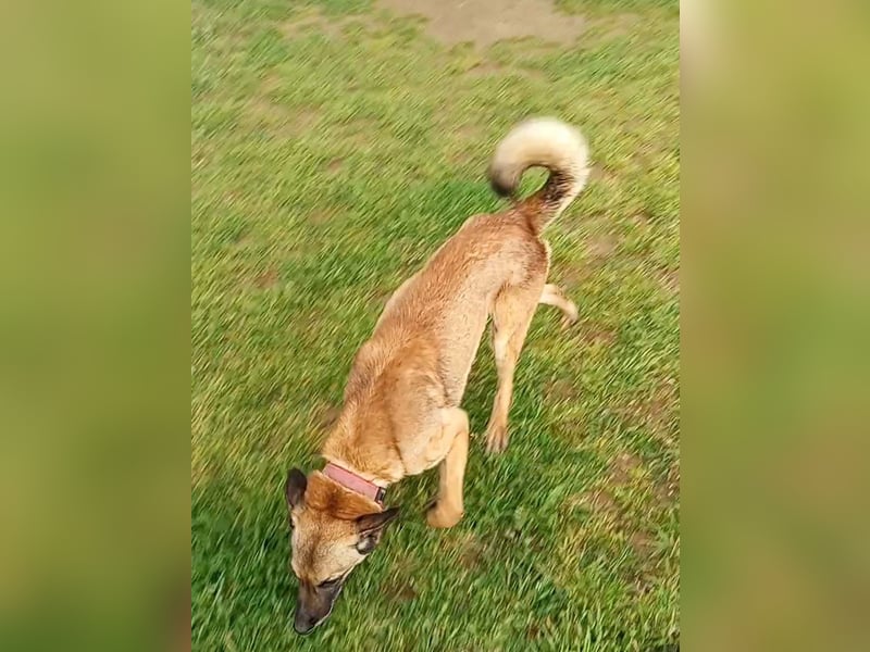 Ass sucht ein aktives Zuhause